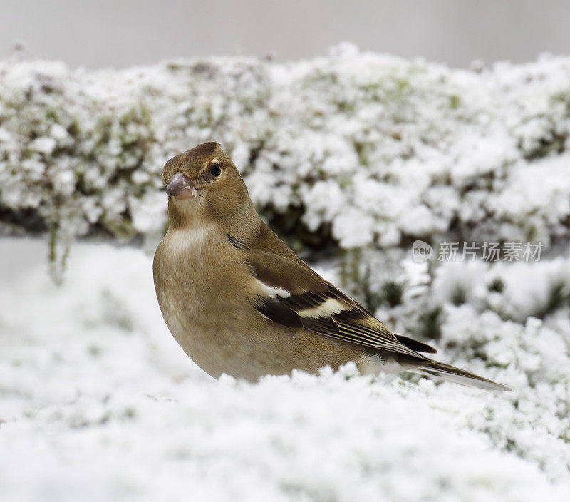 冬天的苍头燕雀(Fringilla coelebs)